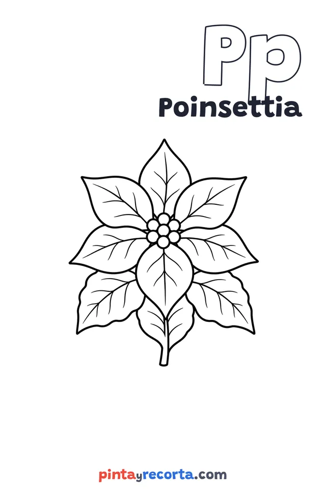 Poinsettia coloring page with the letter Pp and the word Poinsettia, easy level
