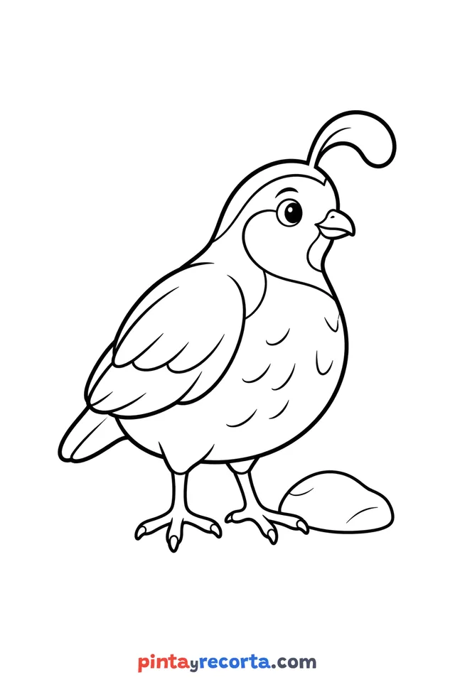 Dibujo de codorniz para colorear de cuerpo completo en pose tranquila, nivel básico con trazos gruesos y áreas grandes