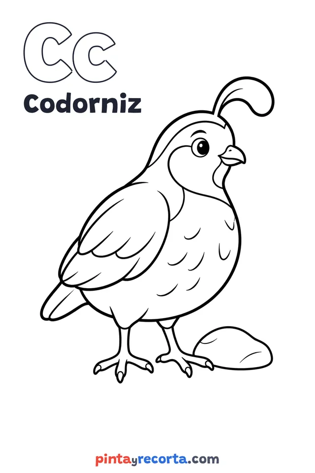 Dibujo de codorniz para colorear con la letra Cc y la palabra Codorniz, nivel básico