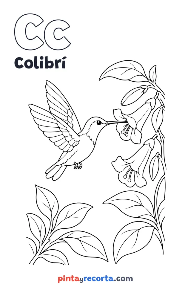 Dibujo de colibrí para colorear con la letra Cc y la palabra Colibrí, nivel avanzado