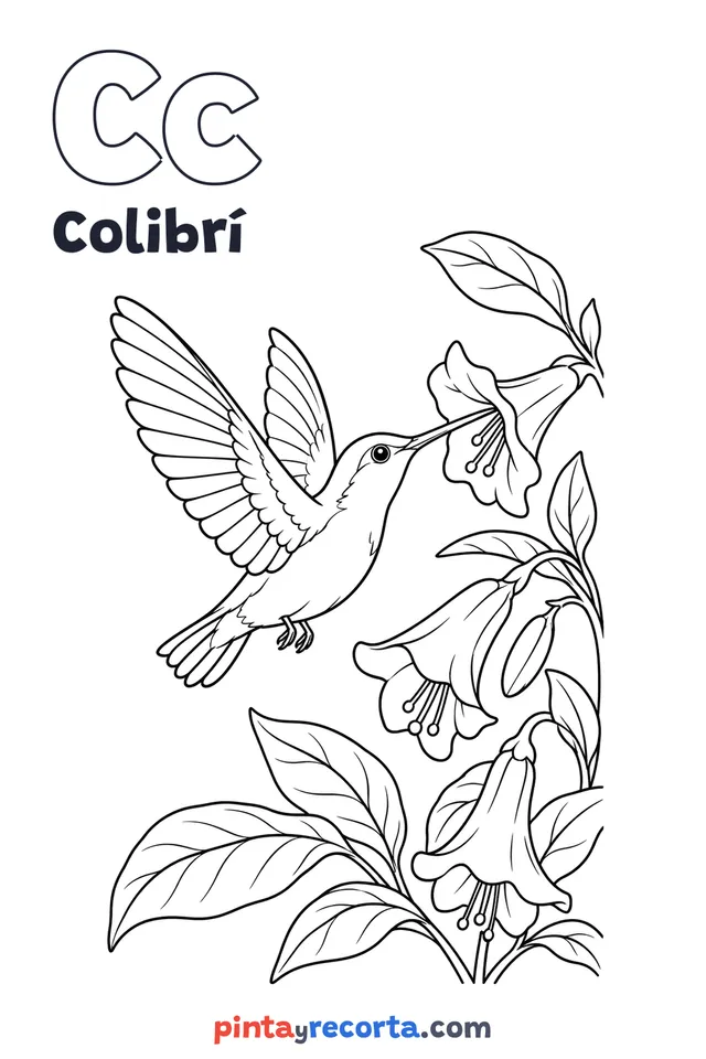 Dibujo de colibrí para colorear con la letra Cc y la palabra Colibrí, nivel intermedio
