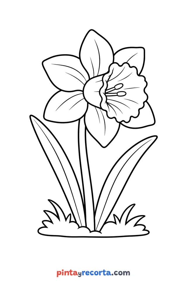 Daffodil coloring page: with its long leaves on the grass, easy level with thick outlines and big spaces