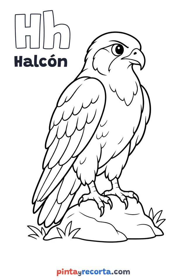 Dibujo de halcón para colorear con la letra Hh y la palabra Halcón, nivel básico