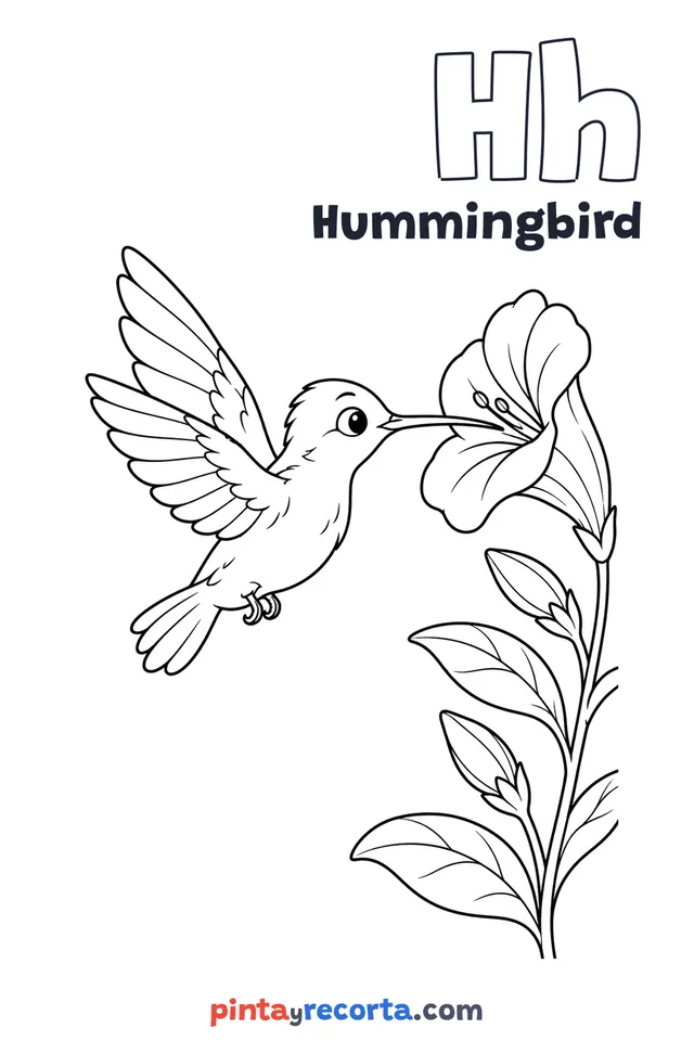 Hummingbird coloring page with the letter Hh and the word Hummingbird, medium level