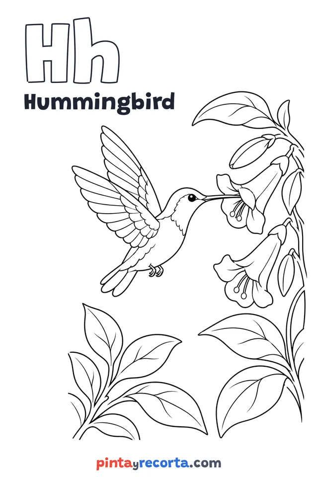 Hummingbird coloring page with the letter Hh and the word Hummingbird, advanced level