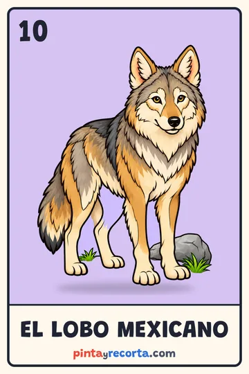 Carta del lobo mexicano de la lotería de animales de México