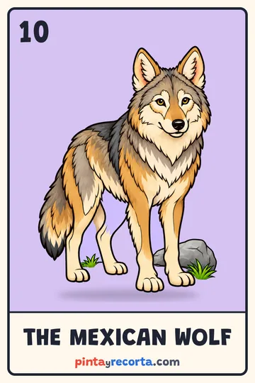 Mexican Wolf card from the Mexican Animals Lotería