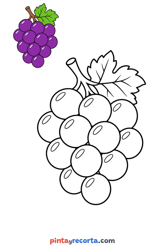 Grapes coloring page with a small color guide, easy level