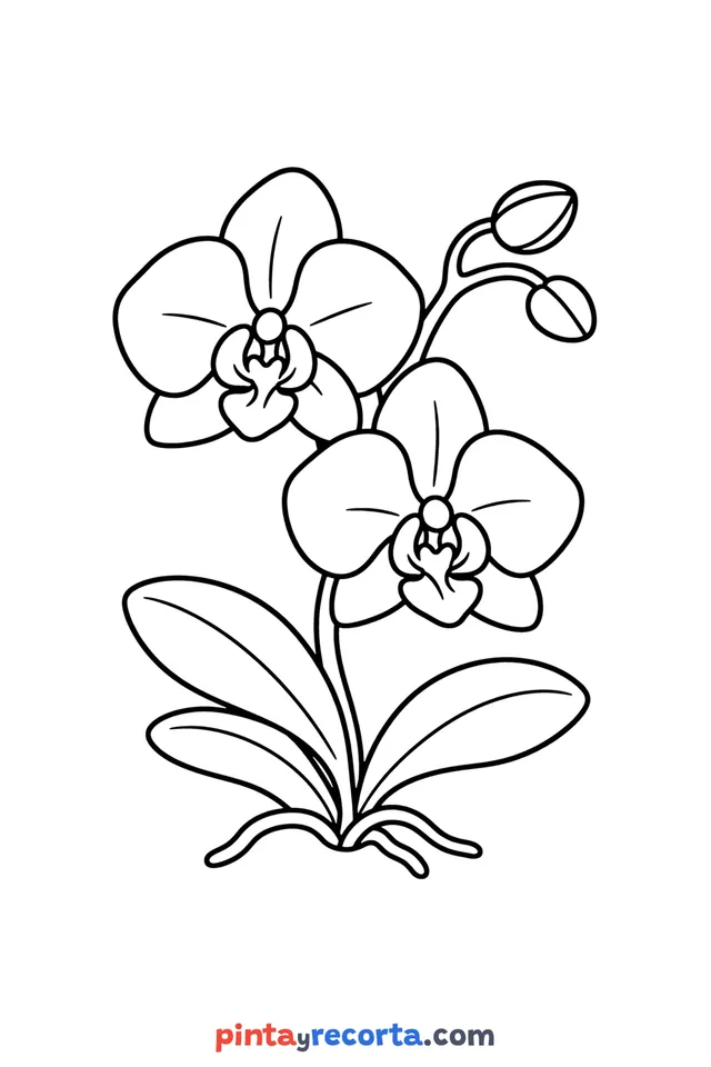 Orchid coloring page: with two flowers and a bud, easy level with thick outlines and big spaces