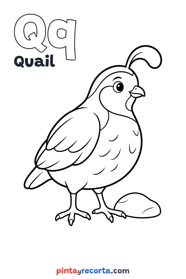 Quail coloring page with the letter Qq and the word Quail, easy level